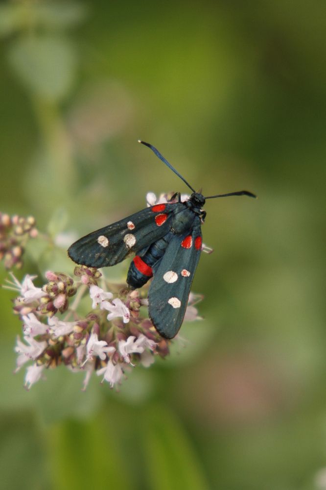 Фотография автора Тимофеев Алексей