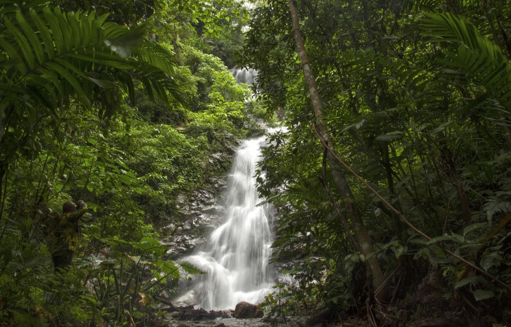 Cascada en el bosque