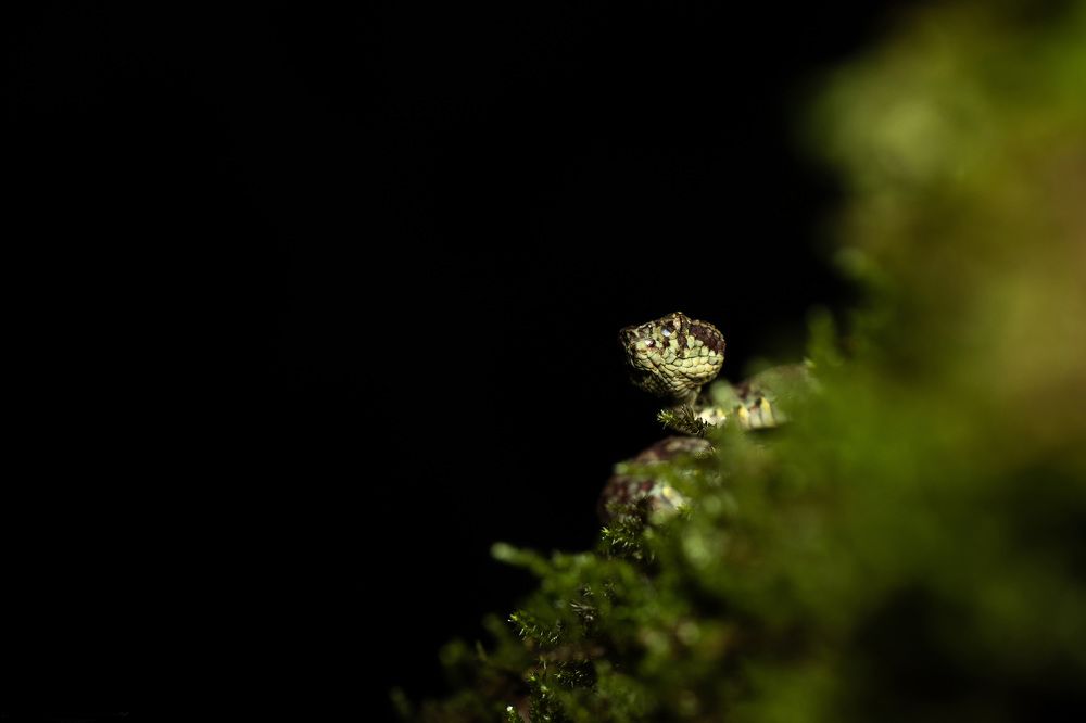 Photograph by Ankit Sharma