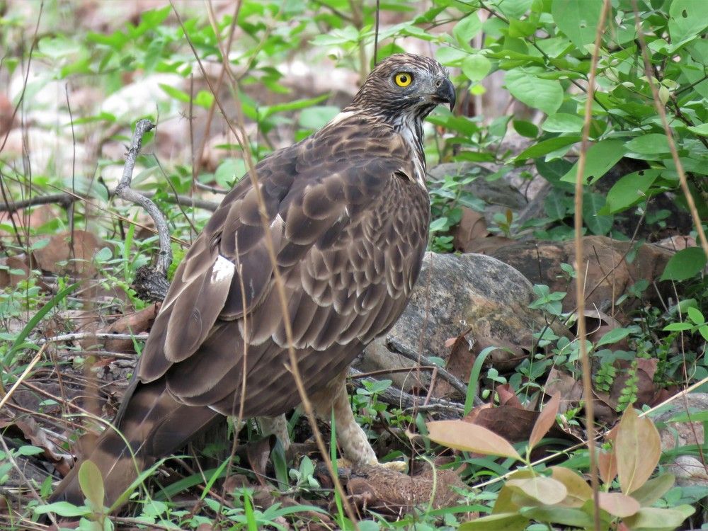 Changeable Hawk Eagle with Kill