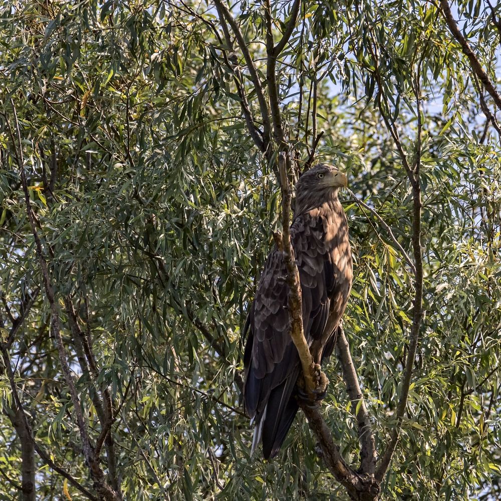 Орлан-белохвост.