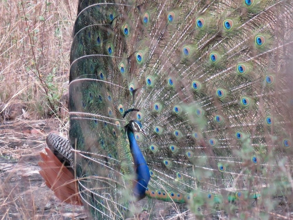 Peacock dance