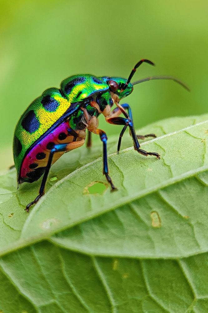 Jewel bug..