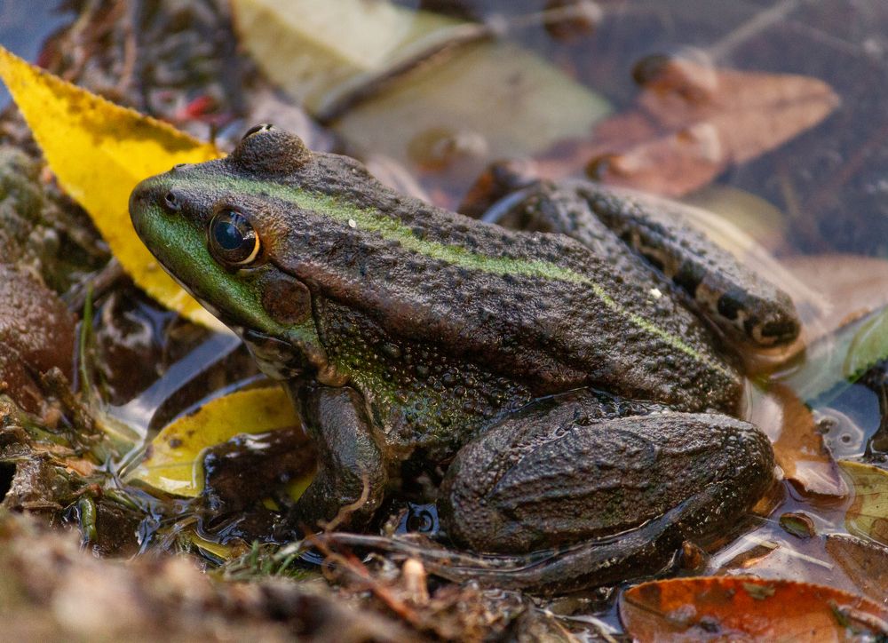 Фотография автора Тимофеев Алексей