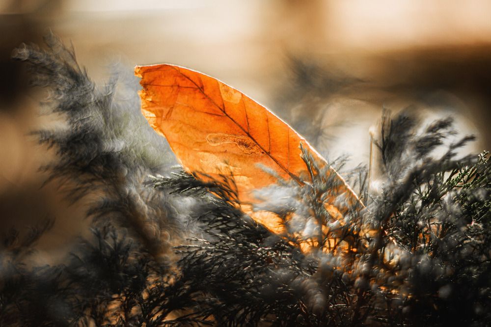 Photograph by Maksim Miroshnichenko