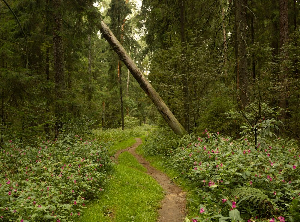 Фотография автора Ольга Бонина