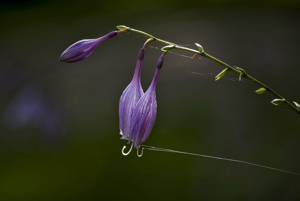 Нити сентября.