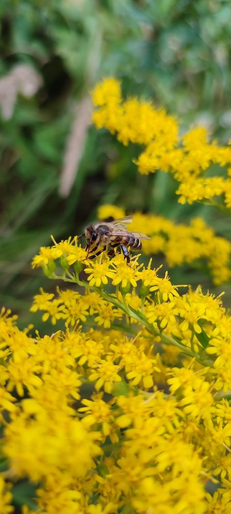 Сбор нектара