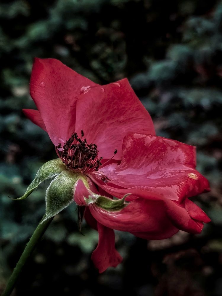 Photograph by Алексей Копылов