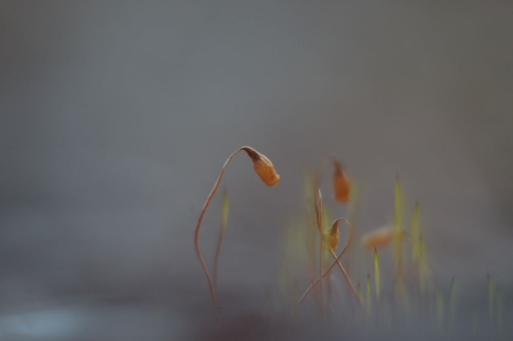 Photograph by Наталья Соболева