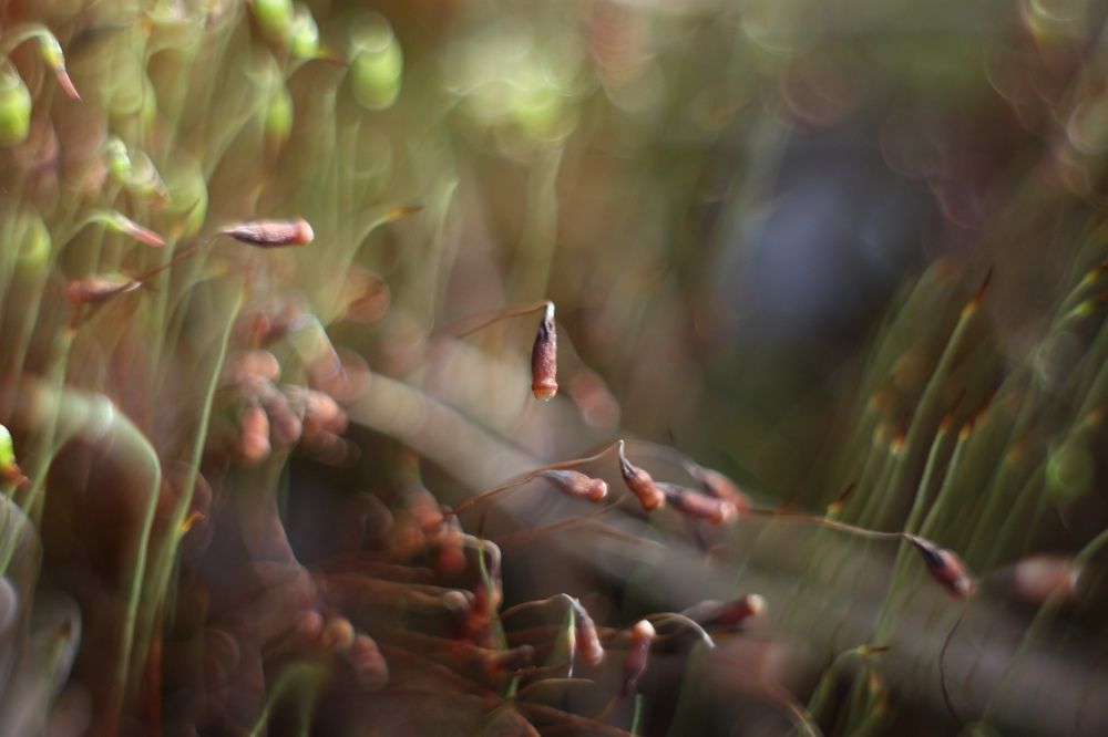 Photograph by Наталья Соболева