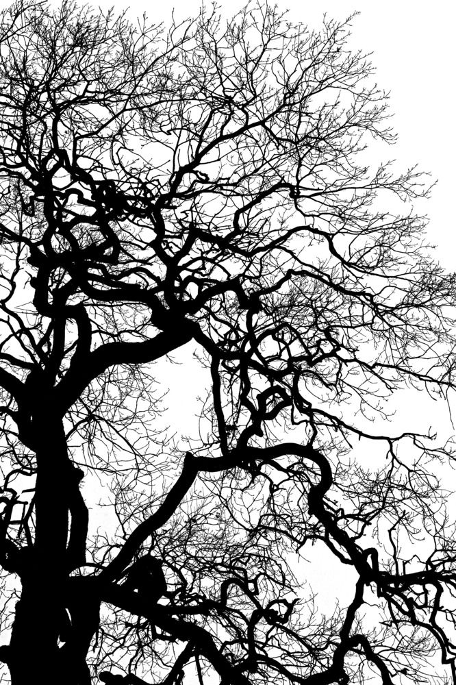 Фотография автора Larisa Meshkova