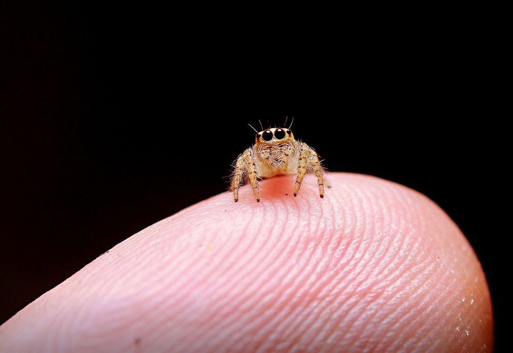 Photograph by Yusuf Buchari