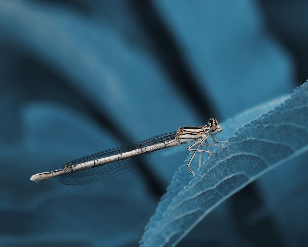 Photograph by Krasimira Nedelcheva