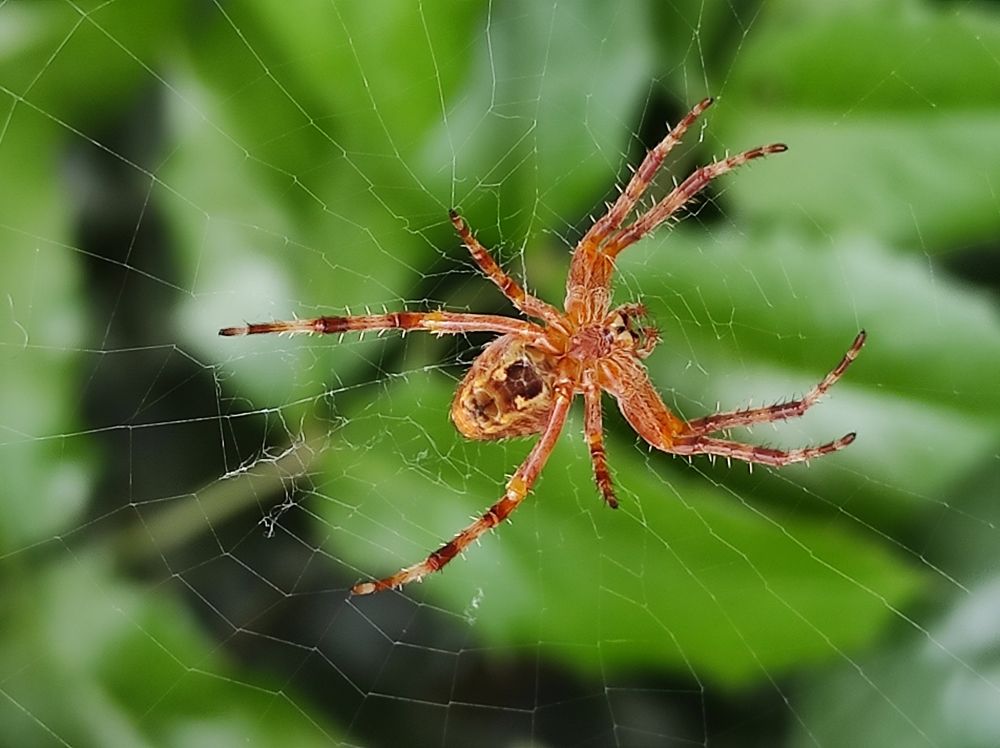 Photograph by Луиза Баширова