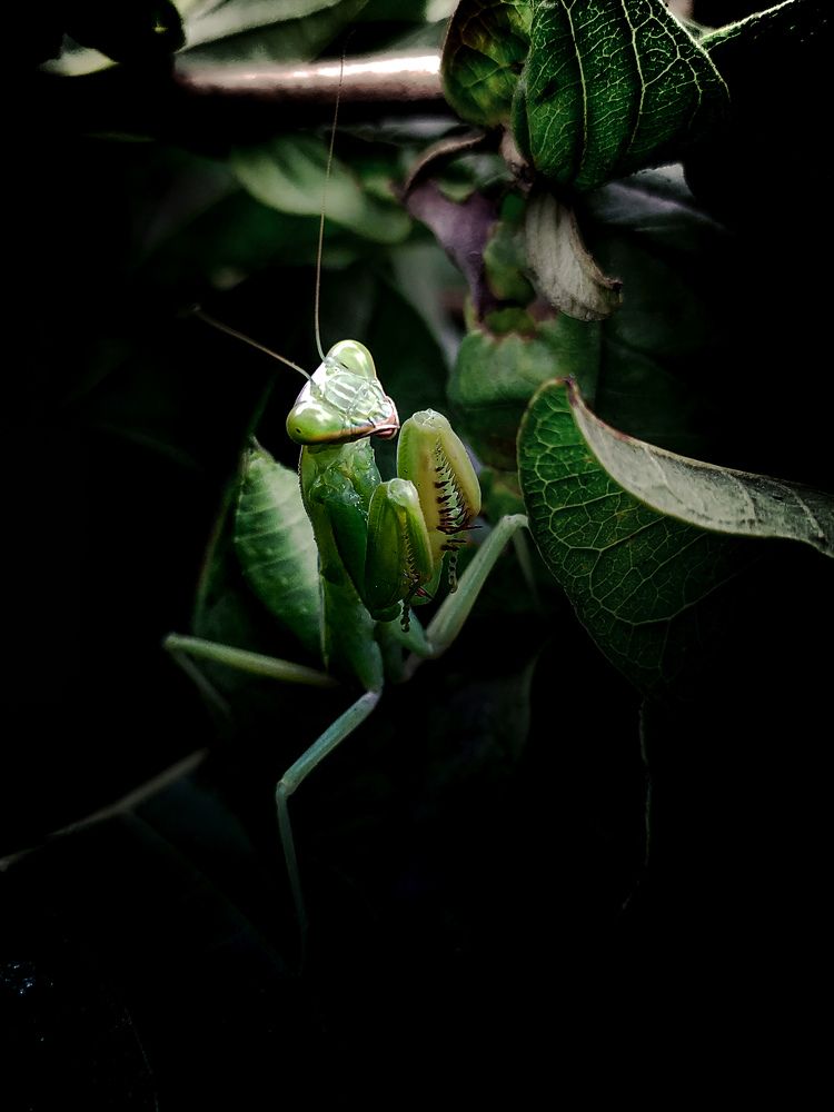 Photograph by Rohit Tonapi