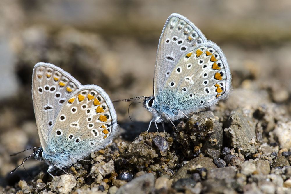 Photograph by Олесь