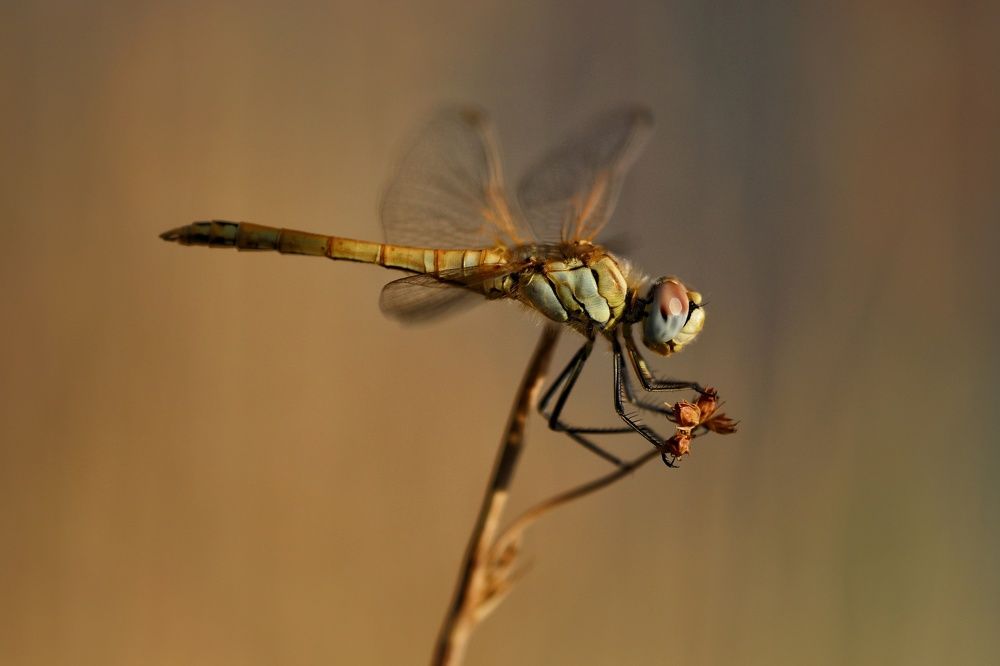 Photograph by Behnam Lohrasebi