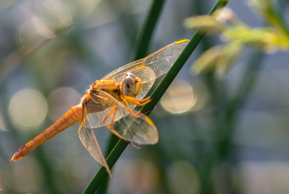 Photograph by Rana Jabeen Nawab