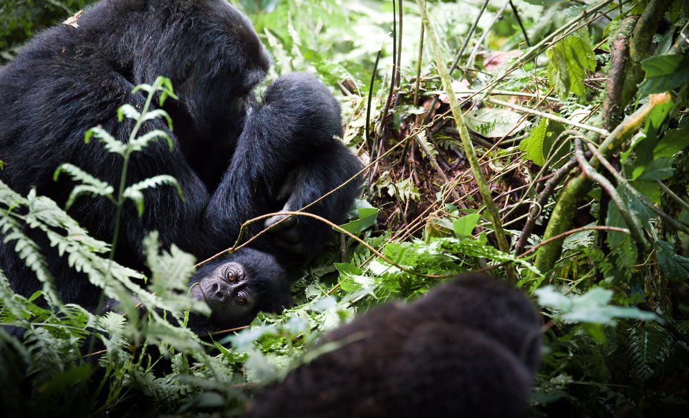 Photograph by Pablo Trilles Farrington