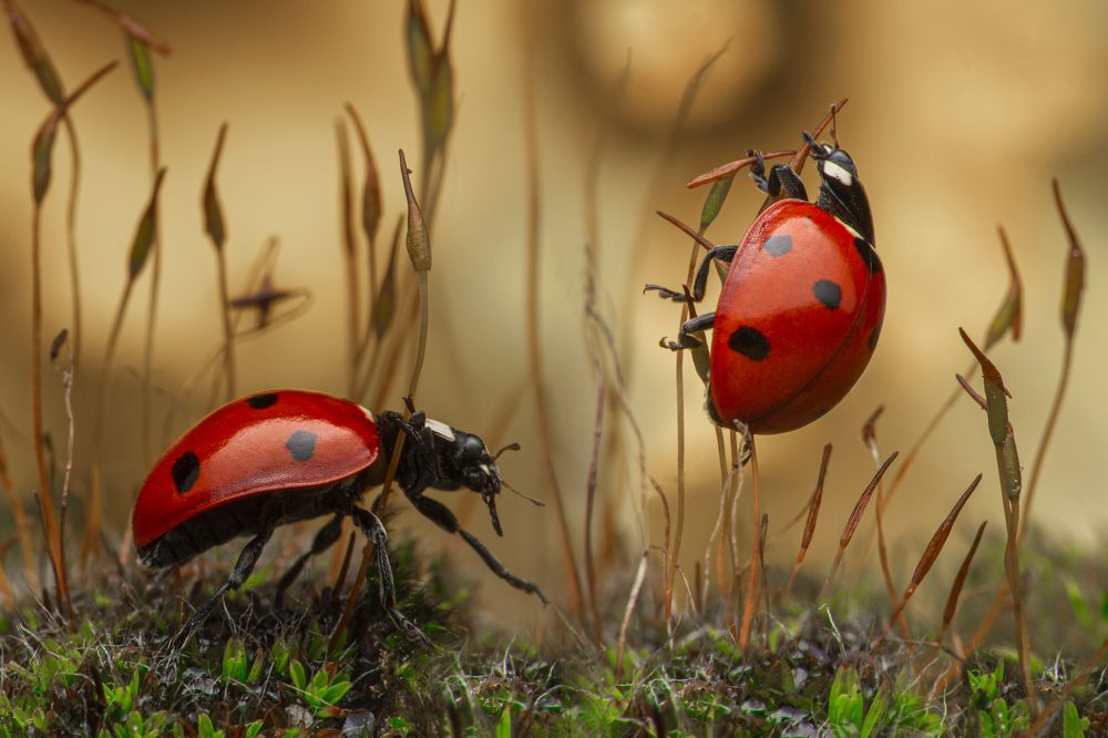 Photograph by Tsvetan Ganev