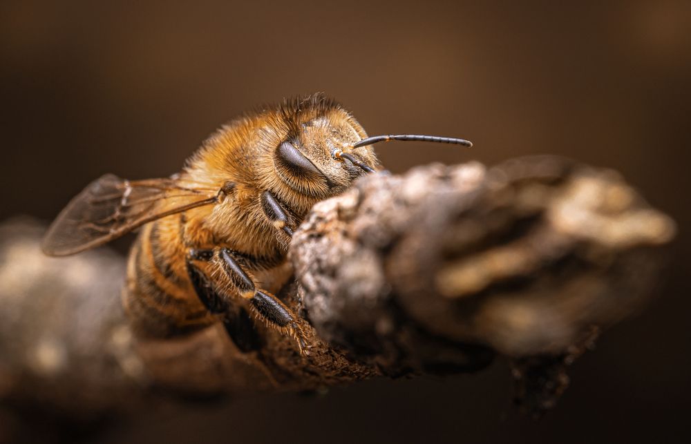 Photograph by Антон Парфентьев