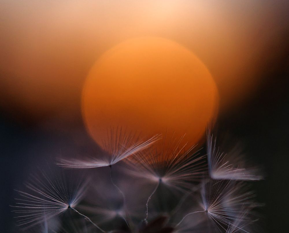 Фотография автора Malkhaz Svanidze