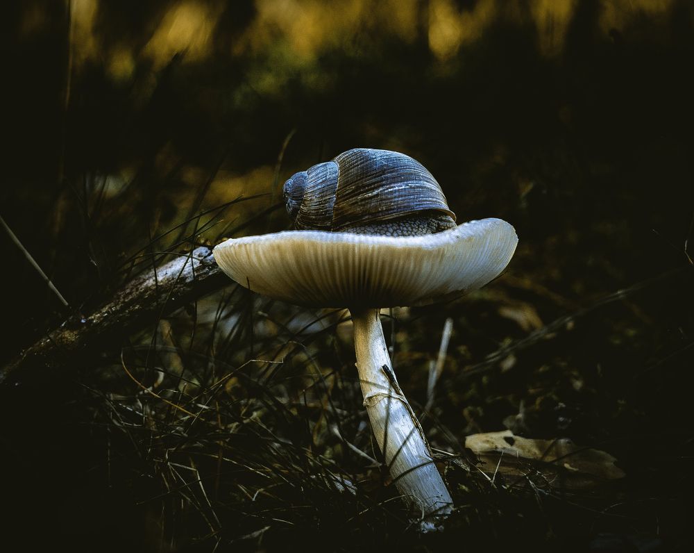 Photograph by Александр Забавка