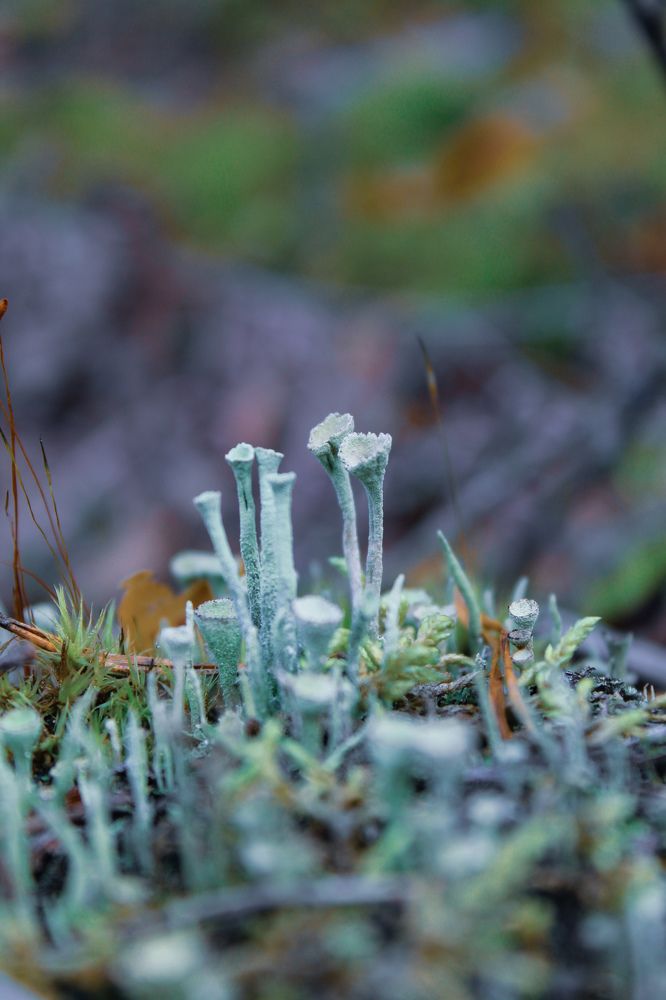 Кладония бесформенная