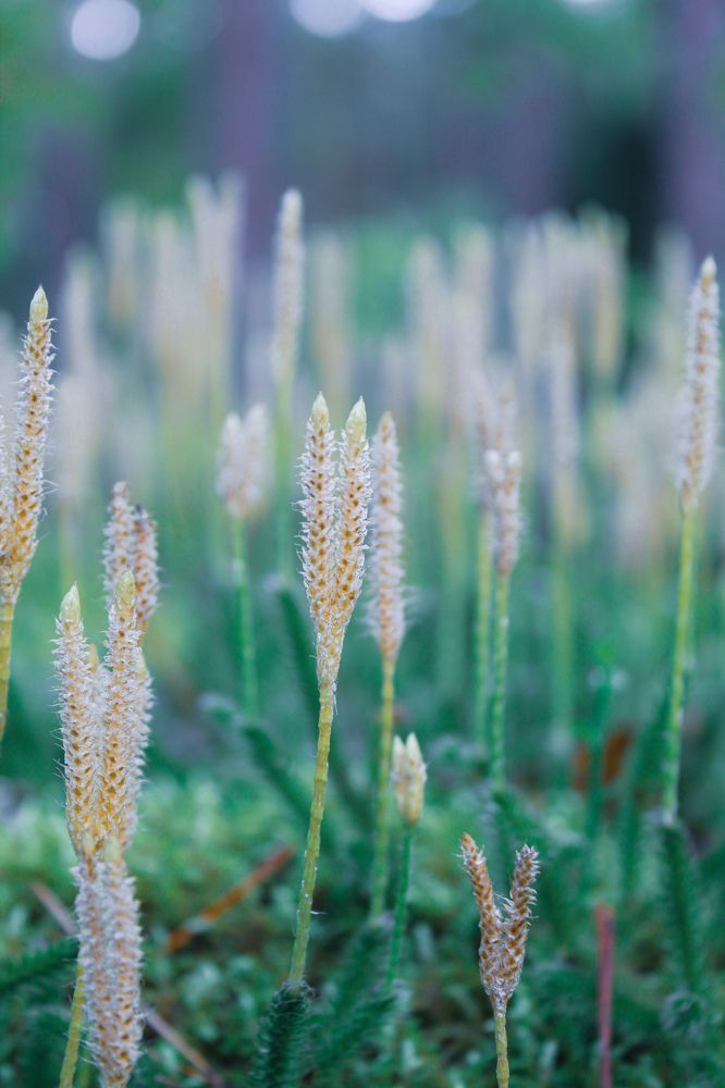 Плаун булавовидный