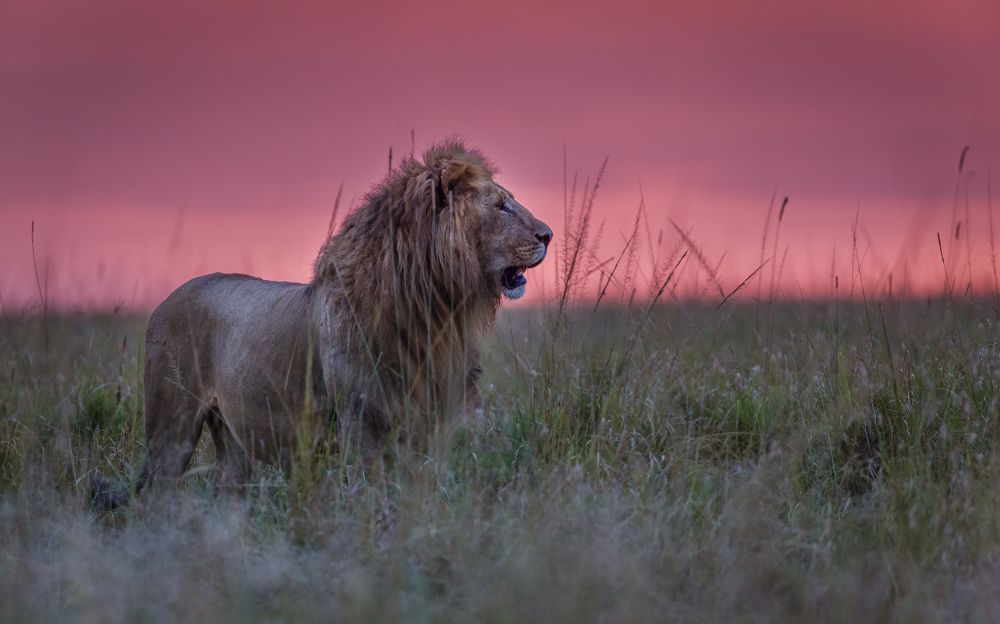 Photograph by Ruzdi Ekenheim