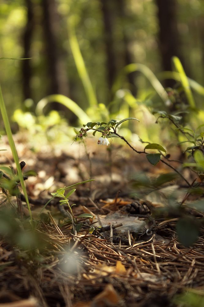 Photograph by Рослякова Елена