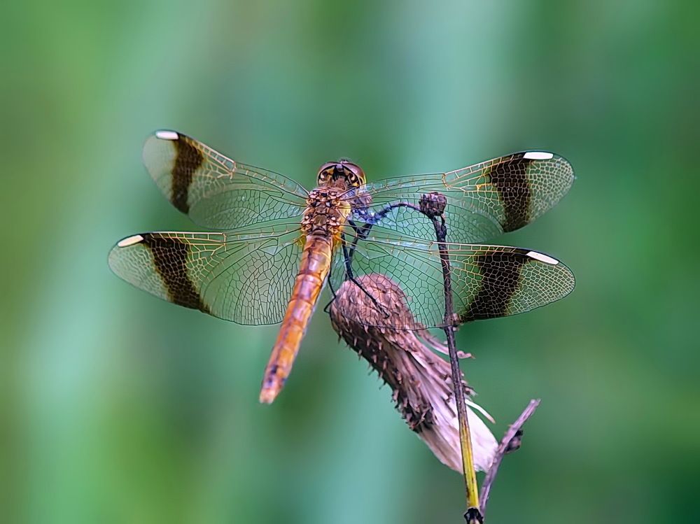 Photograph by Игорь Чеботарёв