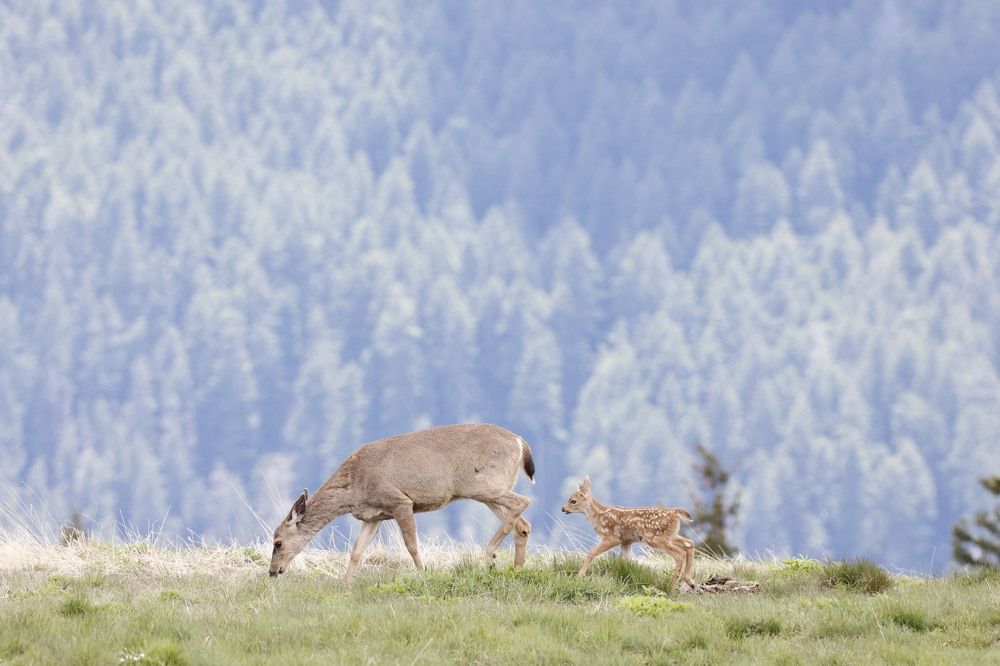 Fawn playing around mom