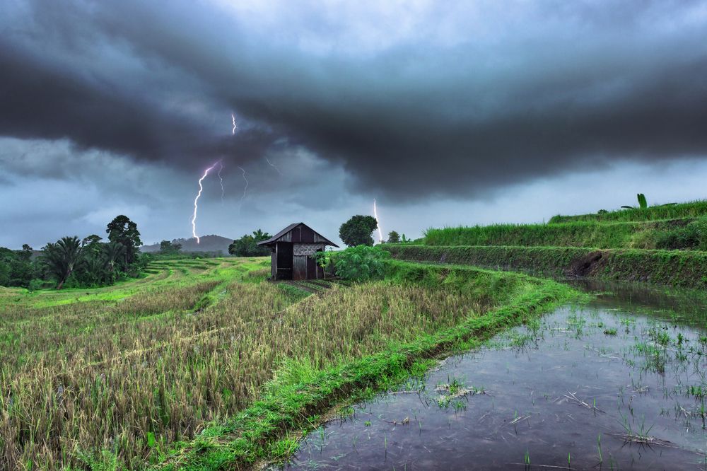 the view of the flash of dark evening light over the rice fields of kemumu