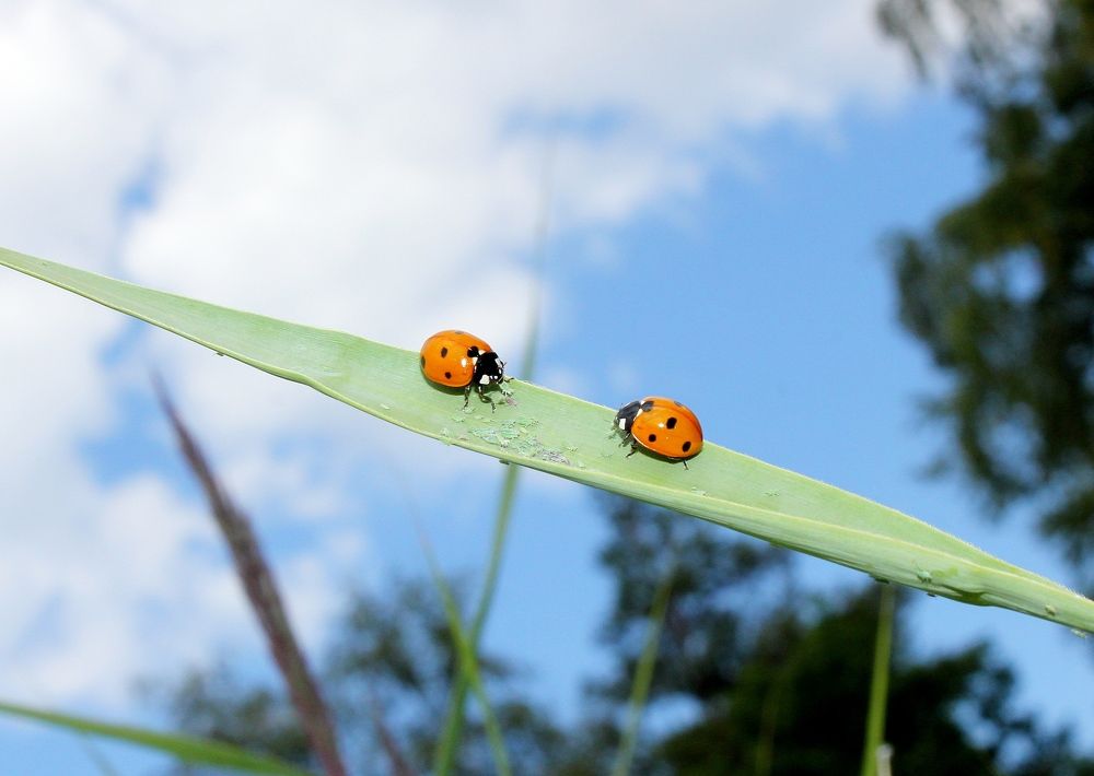 сытный обед