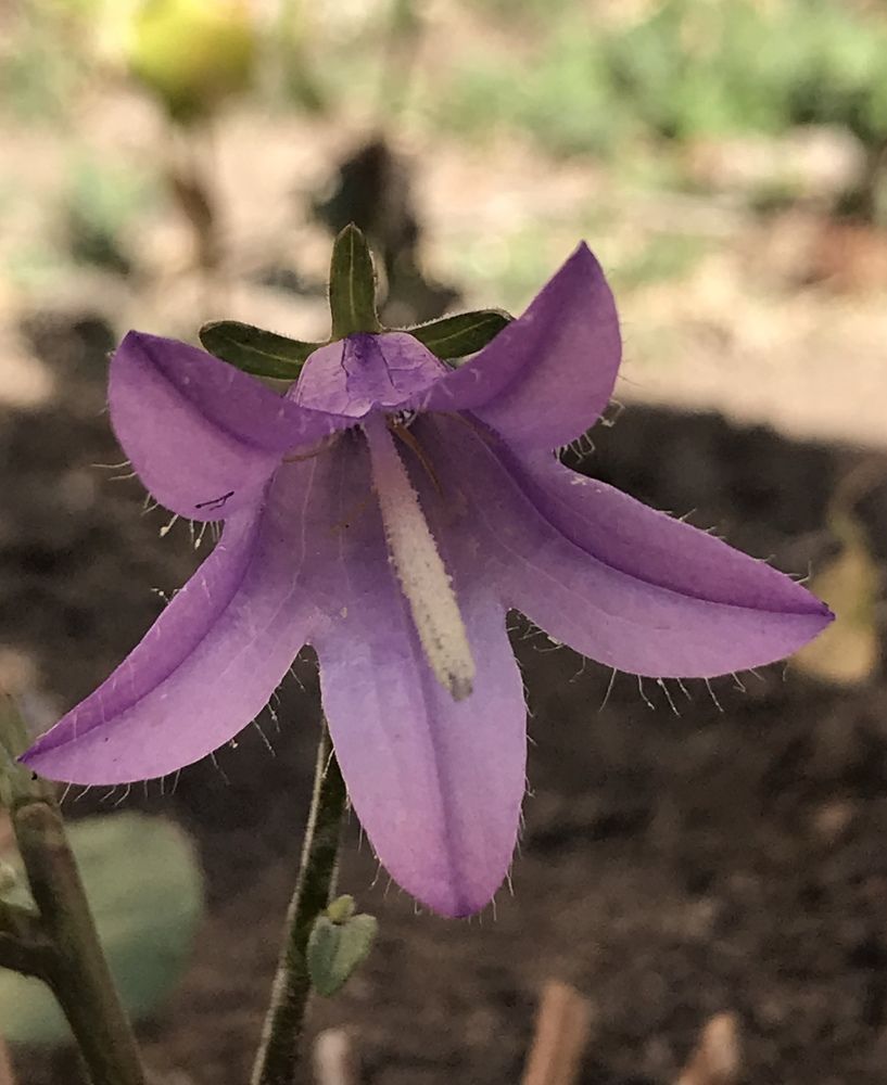 Photograph by Анар Амирова