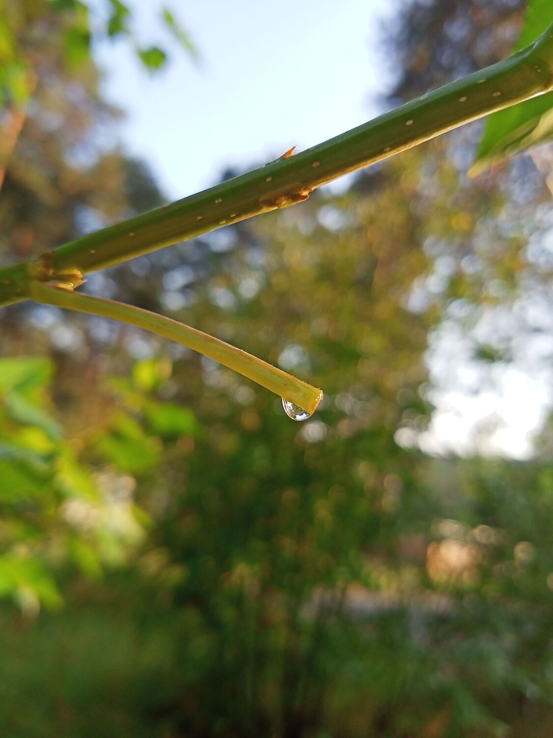 Photo #6454268