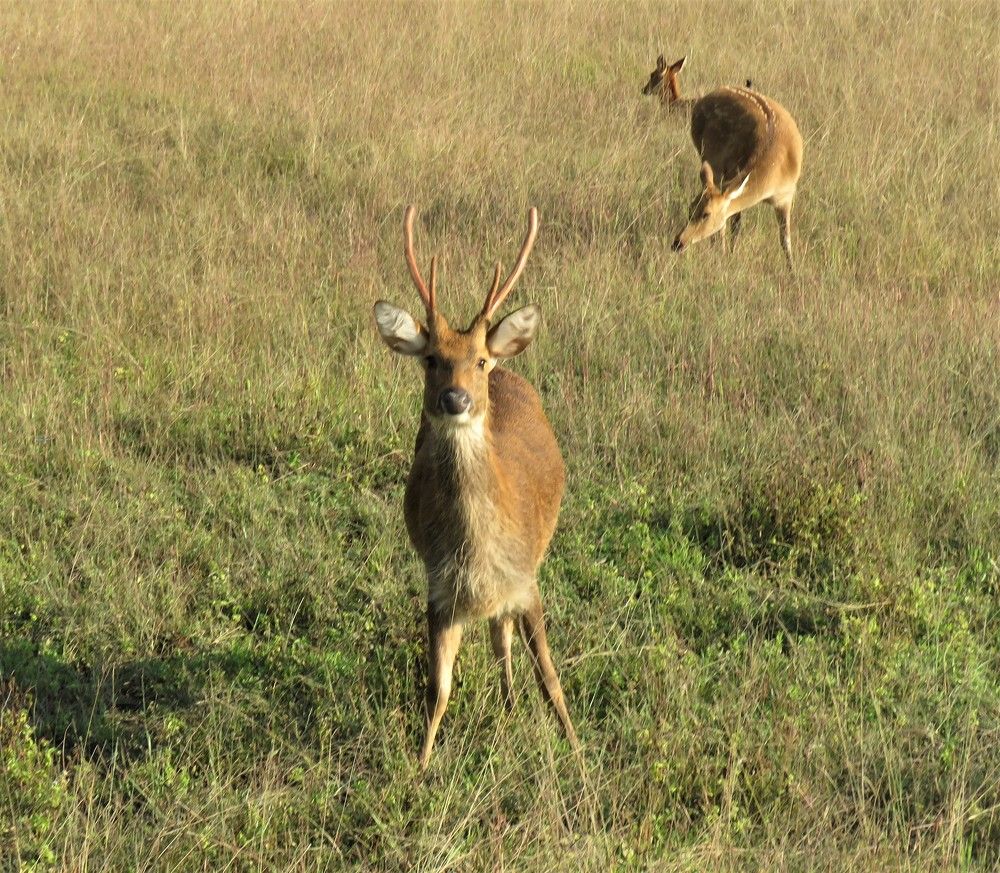 Juvenile Barasingha looking on