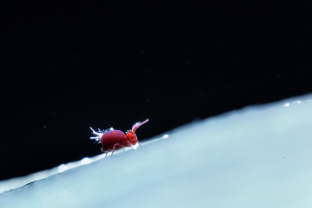 Photograph by Людмила Гудина