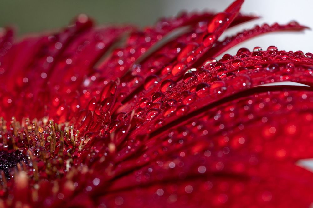 Photograph by Rahel Barenshtein