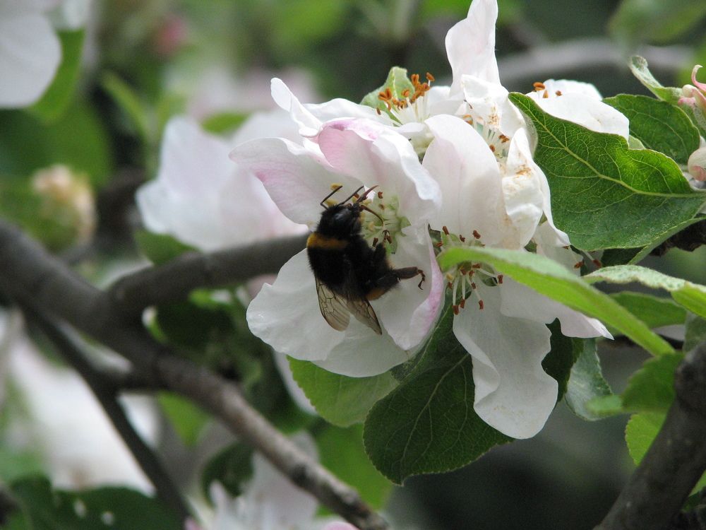 Springtime