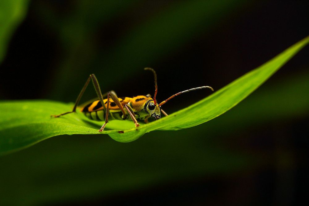 Photograph by Yusuf Buchari