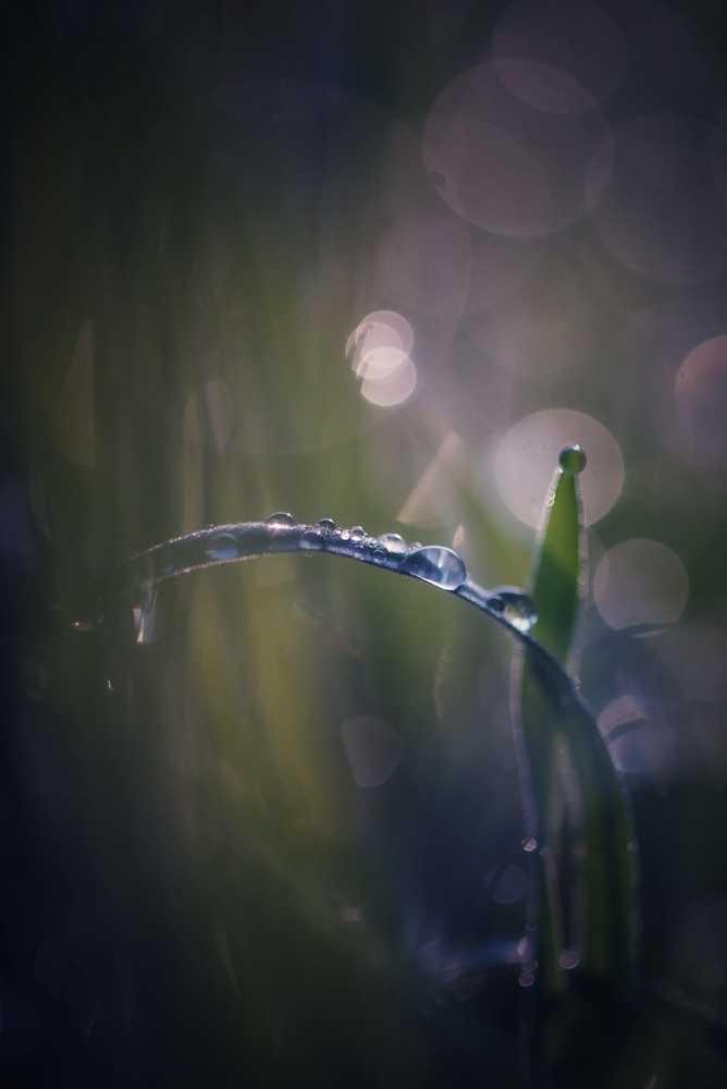 Фотография автора Светлана Груньковская