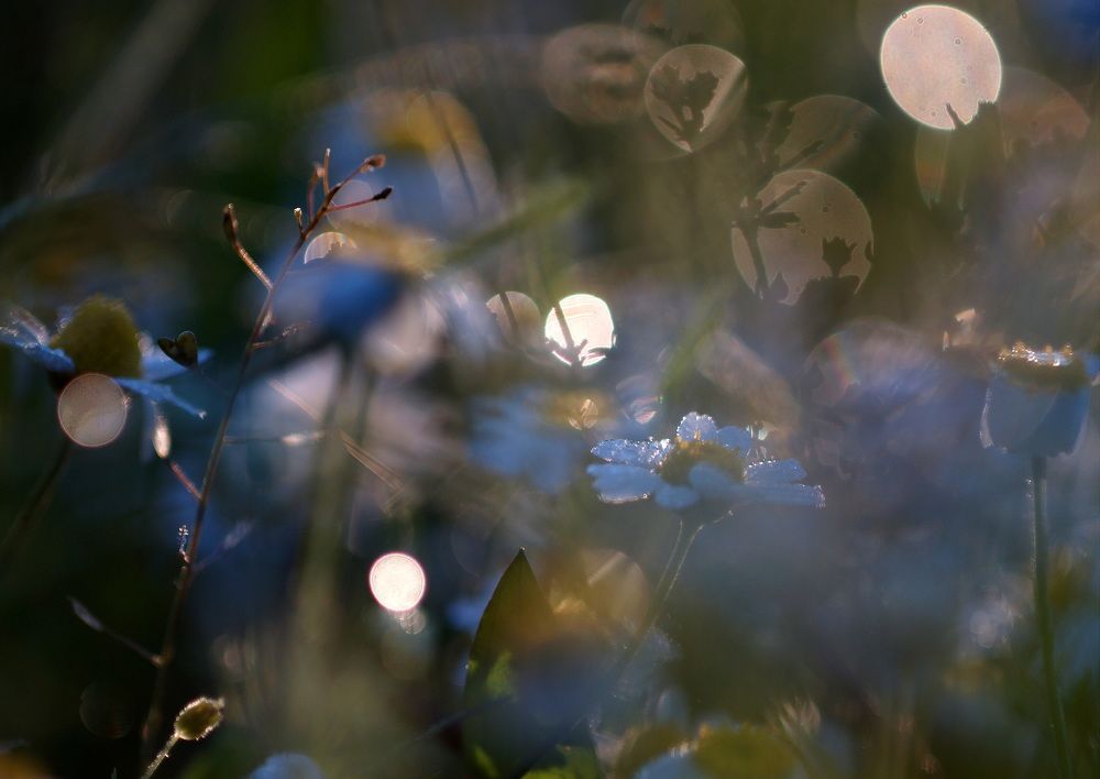 Фотография автора Светлана Груньковская