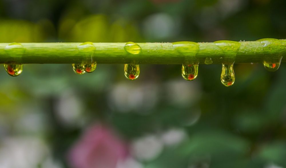 Фотография автора Yako Laverde