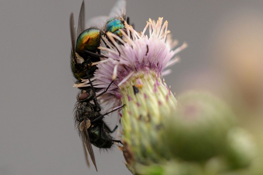 Photograph by Patricia Dodd