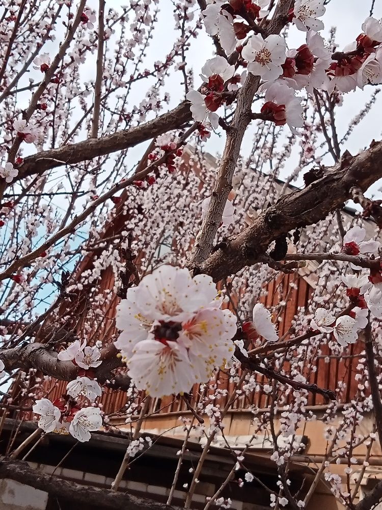 Photo #6455142