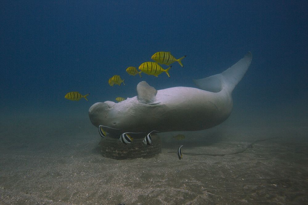 Фотография автора Владимир Чубенко