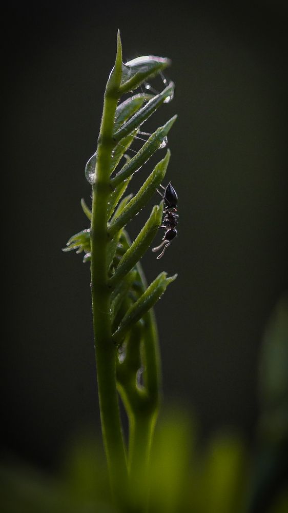 Photograph by Bibekanand Rana